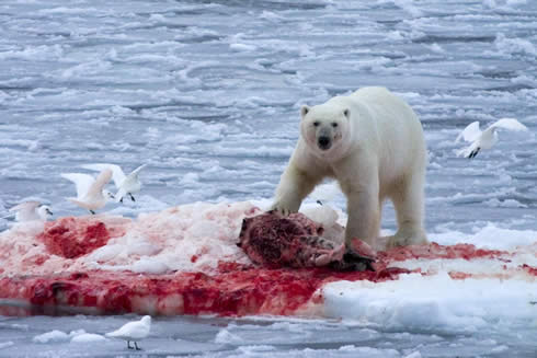 polar+bear+eating.jpg