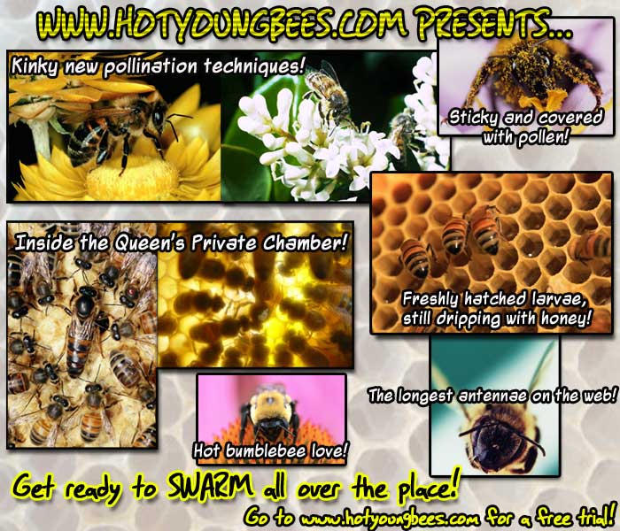 hotyoungbees.jpg