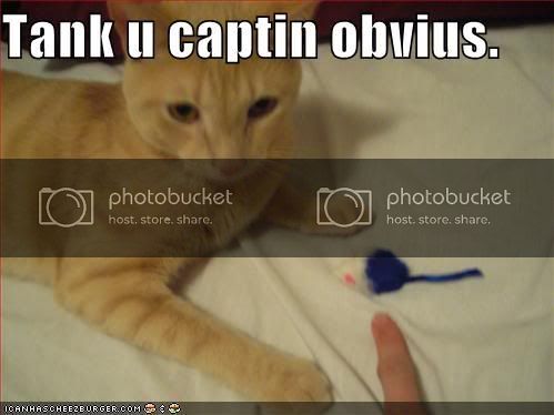 funny-pictures-captain-obvious-cat.jpg