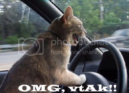 driving_cat2.jpg