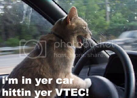 driving_cat3.jpg