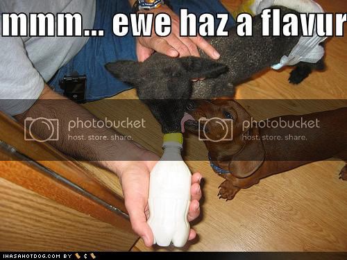 funny-dog-pictures-licking-ewe.jpg