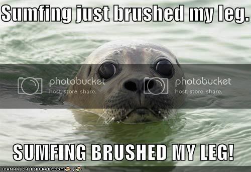 funny-pictures-brushed-seal-leg-pan.jpg