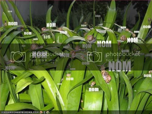 funny-pictures-nom-snails.jpg
