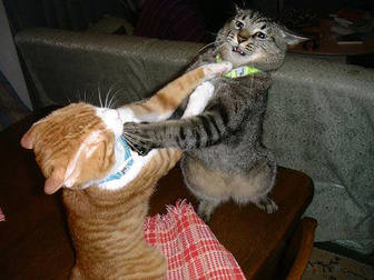 cats_fighting_102006_5.jpg