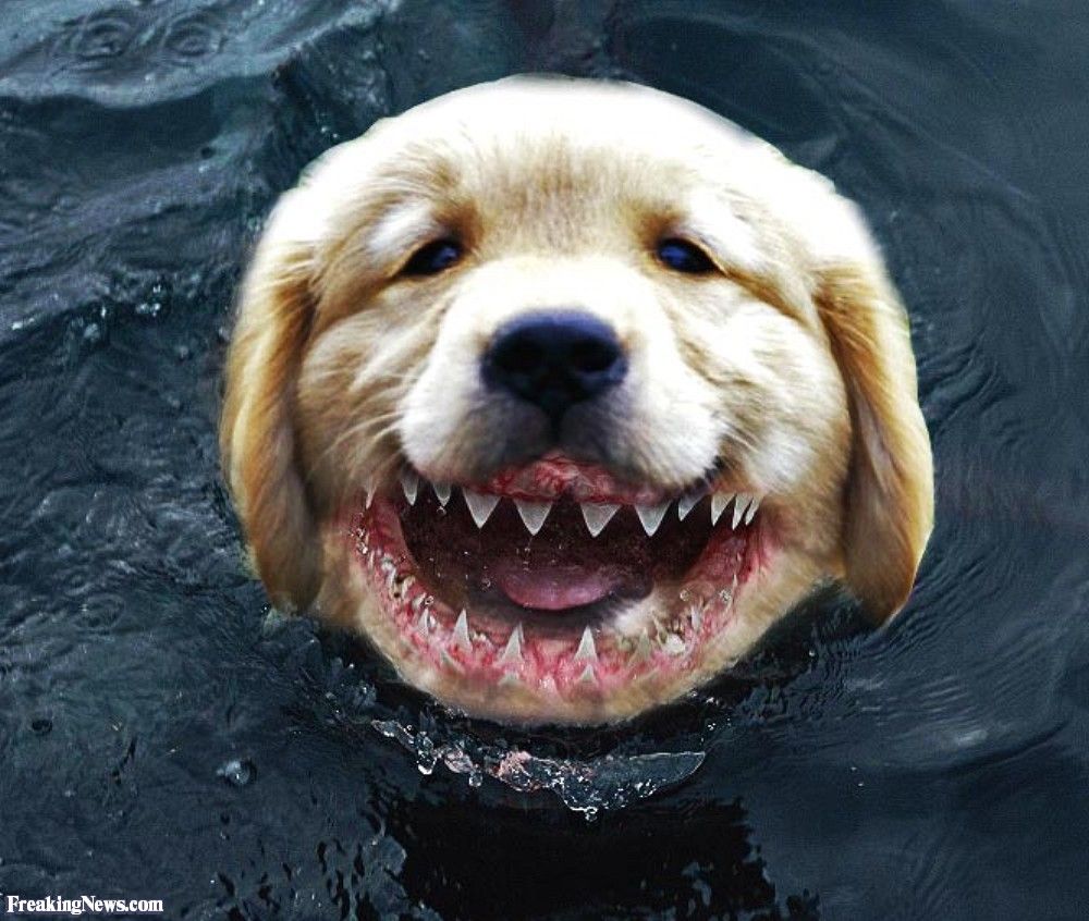 Dog-Shark-Teeth-63672.jpg