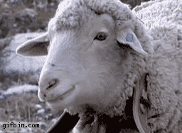 1284719828_dramatic-sheep.gif