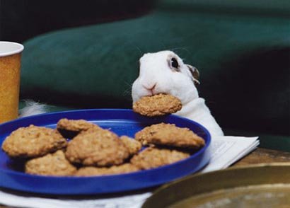 bunny-cookie.jpg