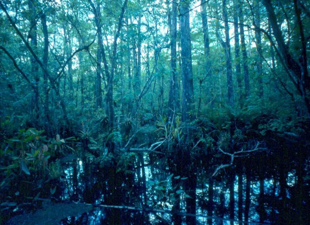 BaldCypressswamp-Florida.JPG