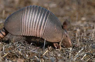 armadillo.webp