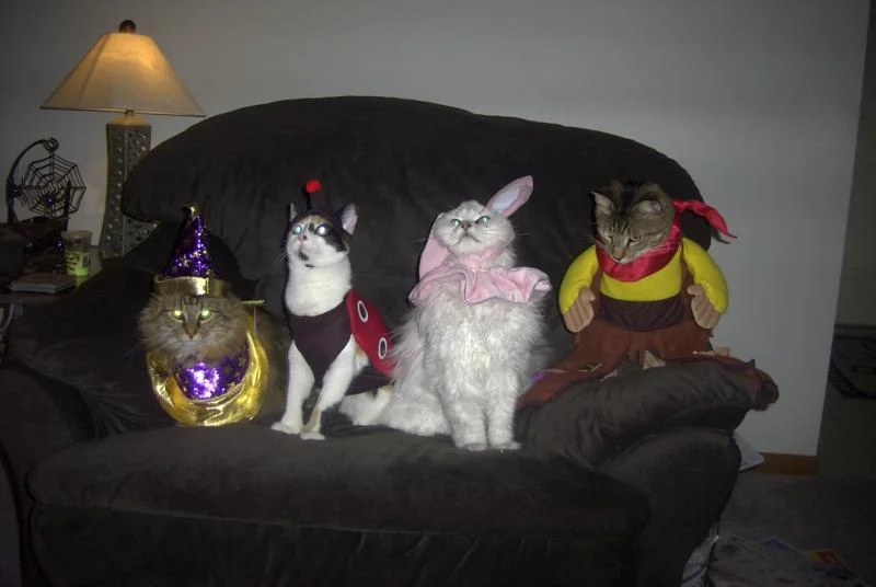 cats-halloween.webp