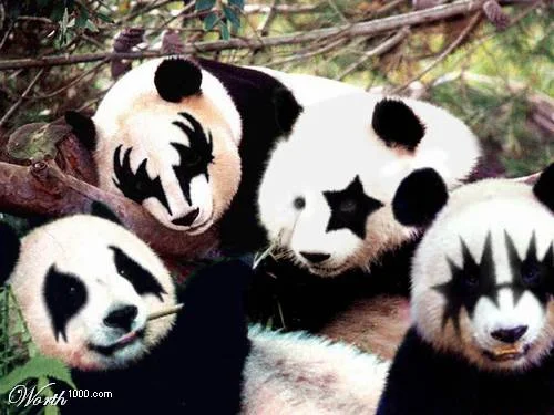 panda.webp