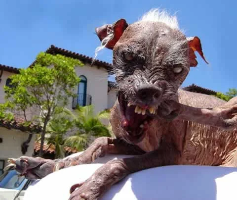 sam-ugliest-dog.webp
