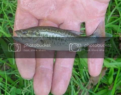 minibass.jpg
