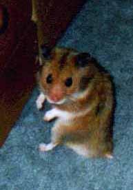 cyoro24-Hamster.jpg