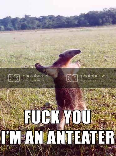 anteater.jpg