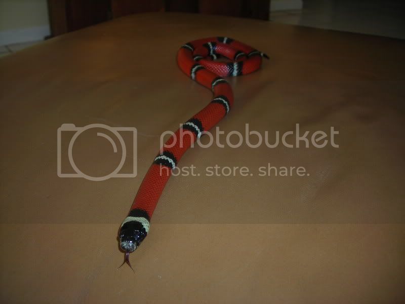 mysnakes006.jpg