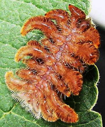 Hag%20Moth%20Caterpillar.jpg