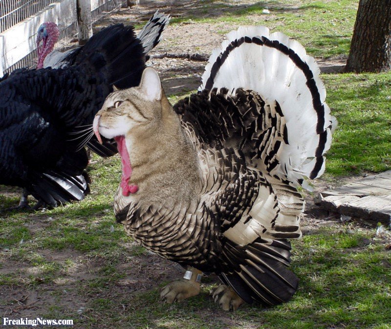 Cat-Turkey--34123.jpg