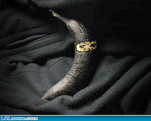 funny-picture-1236392793.jpg