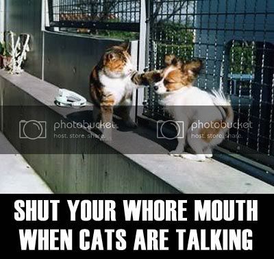 cat_biatchslap.jpg