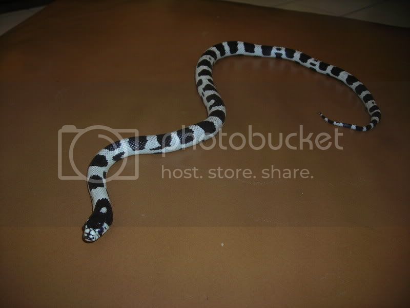 mysnakes005.jpg
