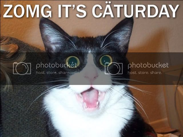 caturday.jpg