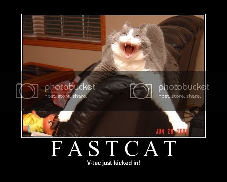 Caturday5.jpg