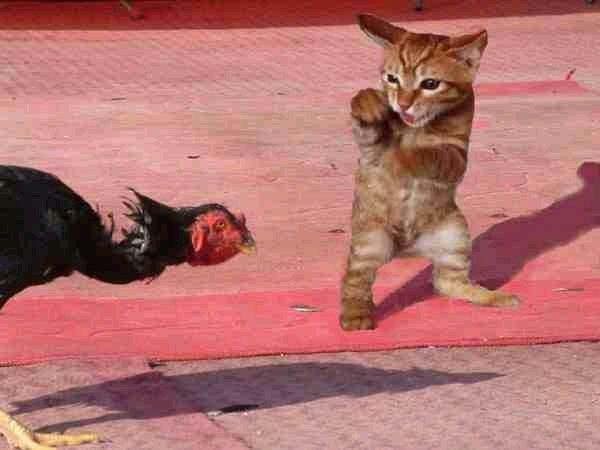 r_1227913727_cat-turkey-smackdown.jpg