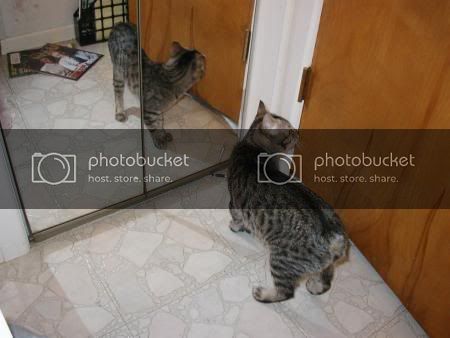 pouncerreflection.jpg