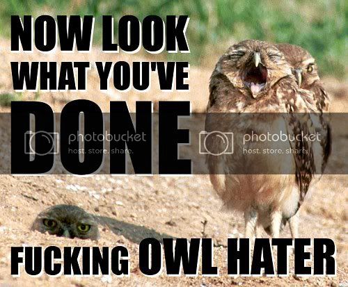 funny_owl_01.jpg