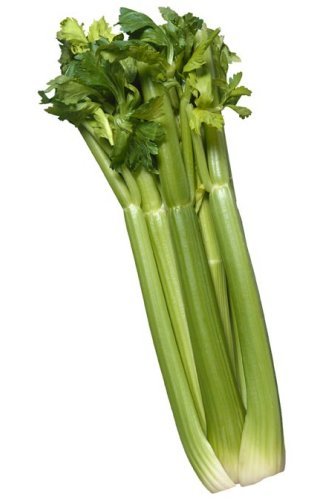 Celery_big.jpg