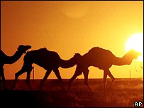 _44068209_camels_ap203b.jpg