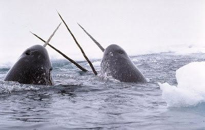 narwals.jpg