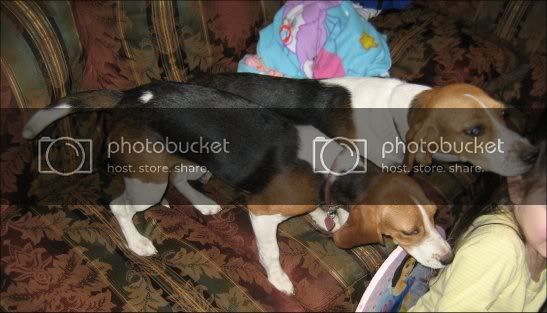 beagles.jpg