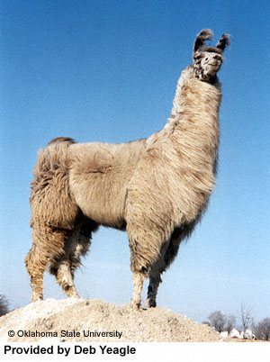 llama1.jpg