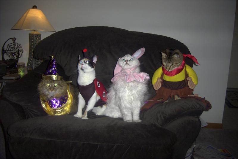 cats-halloween.jpg