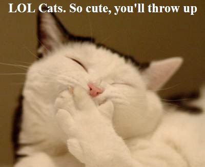 funnycat1.jpg