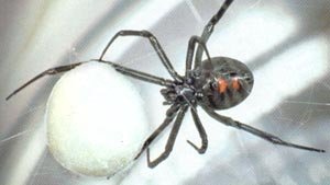 blackwidowspider.jpg