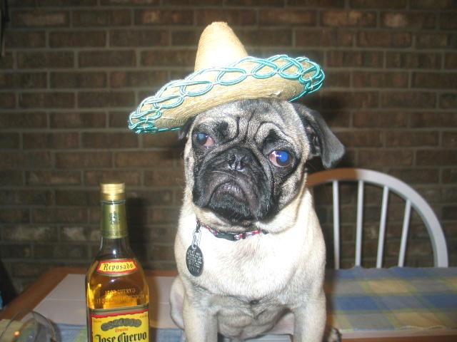 Party.Pug.JPEG
