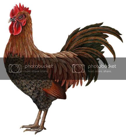 rooster.jpg
