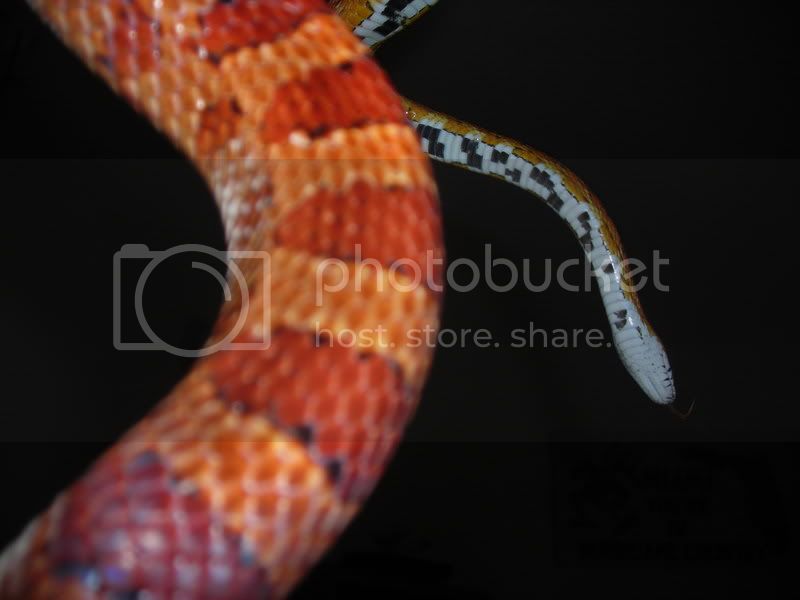 cornsnake010.jpg