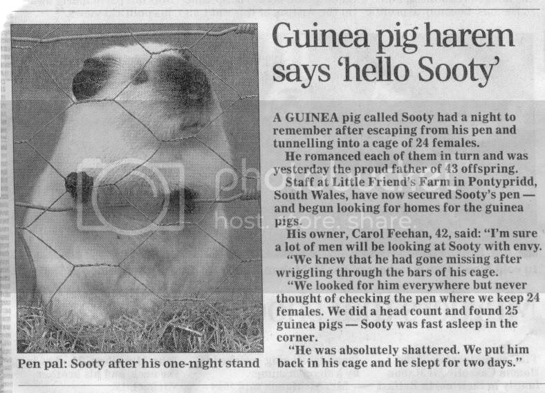 sooty_the_guinea_pig.jpg