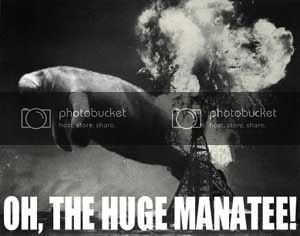 huge_manatee.jpg