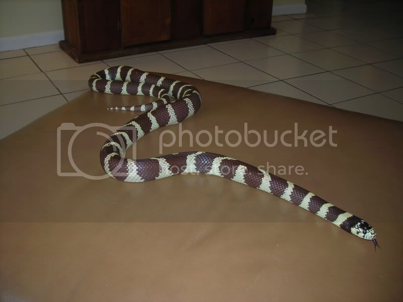 mysnakes017.jpg