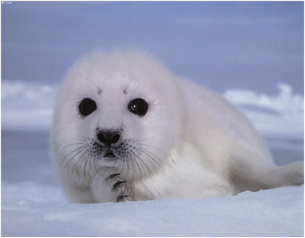 baby%20seal.jpg