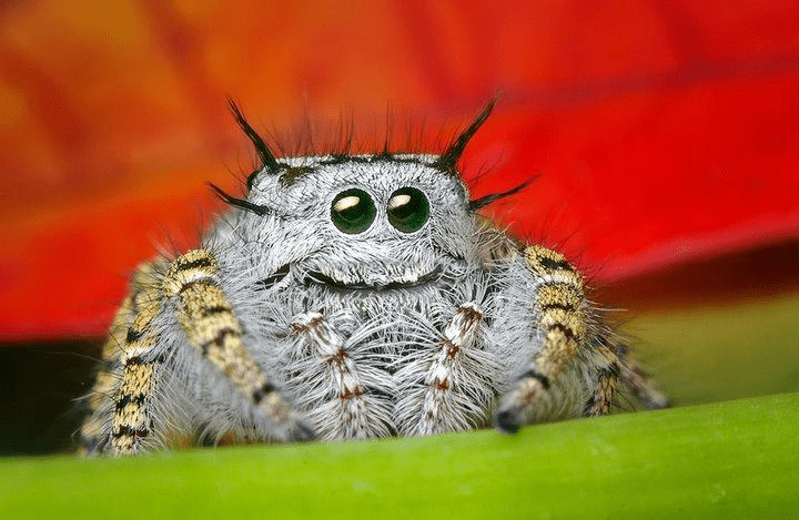 cute-jumping-spider-arachnology-31947178-720-469.png