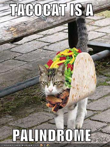20101126114812_funny-pictures-tacocat.jpg